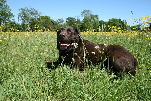 Holly - chocolate Labrador Retriever