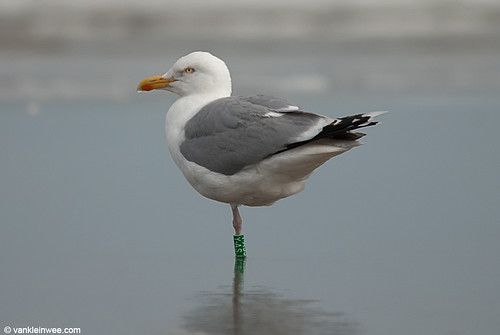 European Herring Gull, adult (G[Y.ASJ]