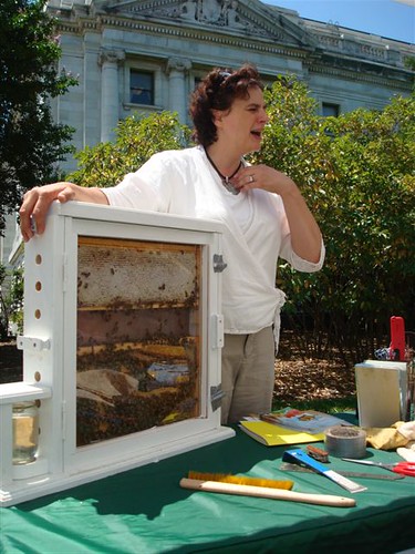 Toni Burnham brought an observation hive to observe bees inside it in action. 