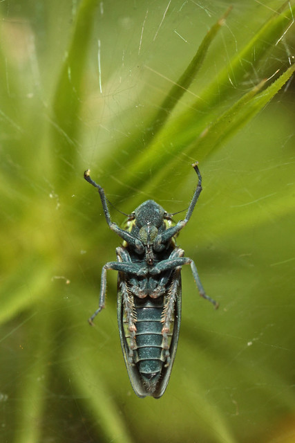 Common Leafhopper (Helochara communis)