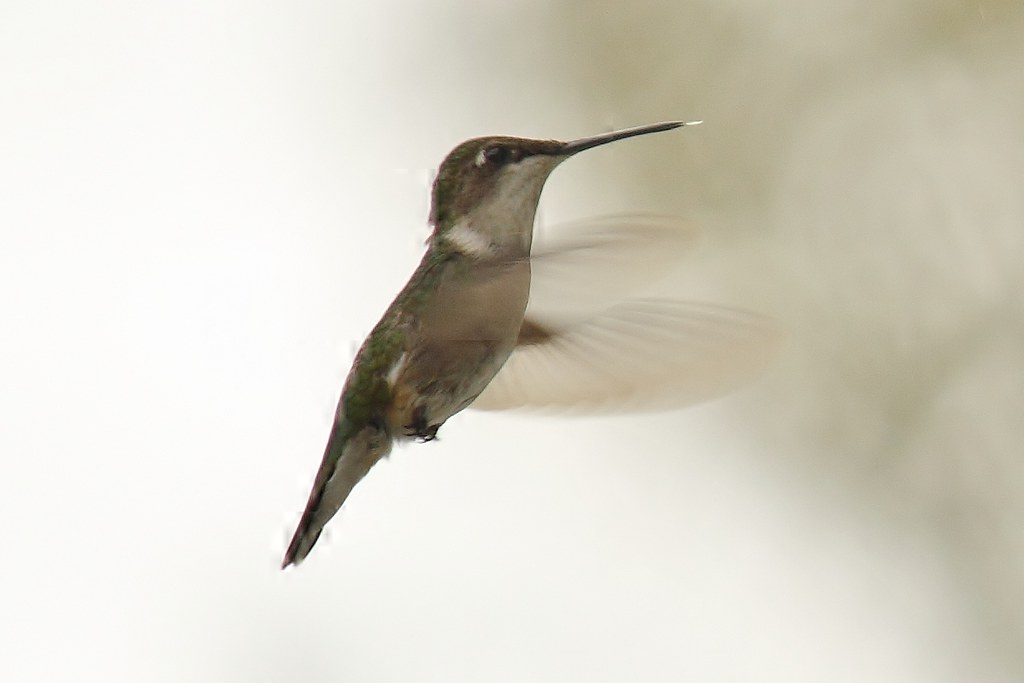 Ruby-throated hummingbird (10)