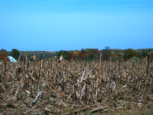 Cornfield and Colors