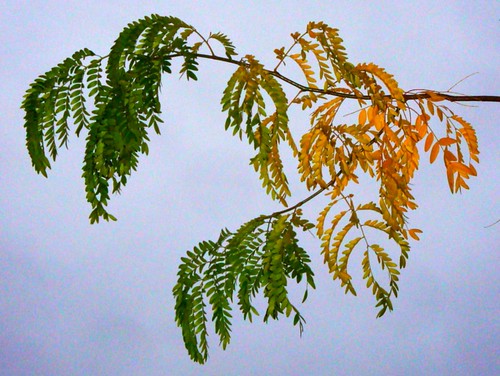 Leafy gradient
