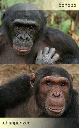 Resultado de imagen de bonobo y chimpancé