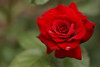 今日の赤 薔薇