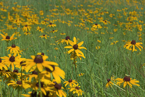 Yellow composite wildflowers, at Fort Bellefontaine, in Saint Louis County, Missouri, USA
