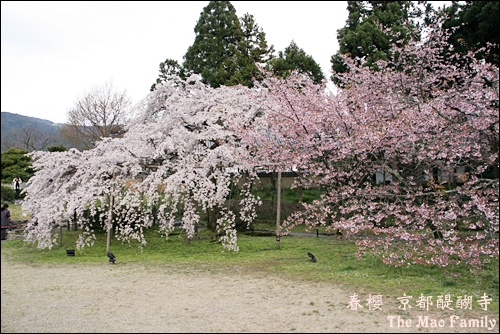 京都 醍醐寺茶會