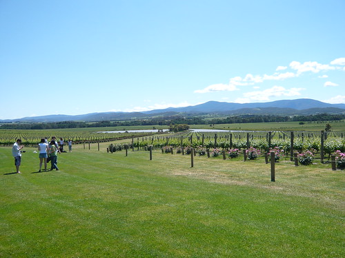 A Stunning Day for Yarra Valley Wine