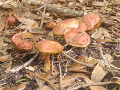 Little mushrooms