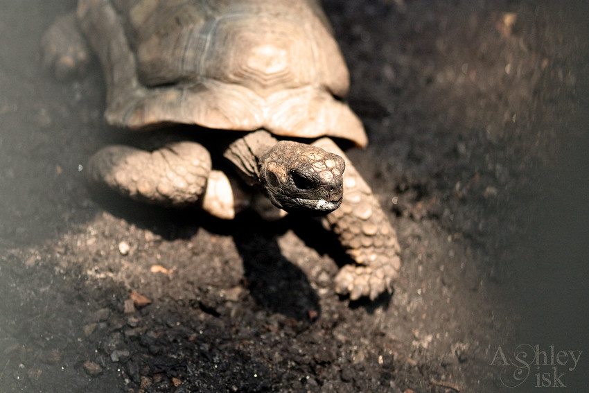Sepia Turtle