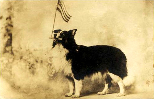 Moxie the Dog with flag in mouth
