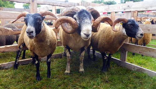 Blackface ewe and lambs
