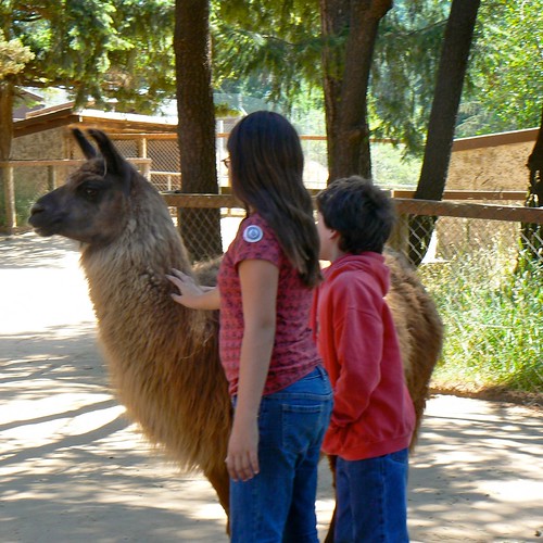 Loving on llamas