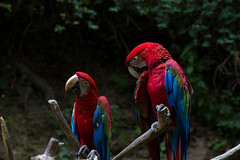 Ara zelenokřídlý (Green Winged Macaw)