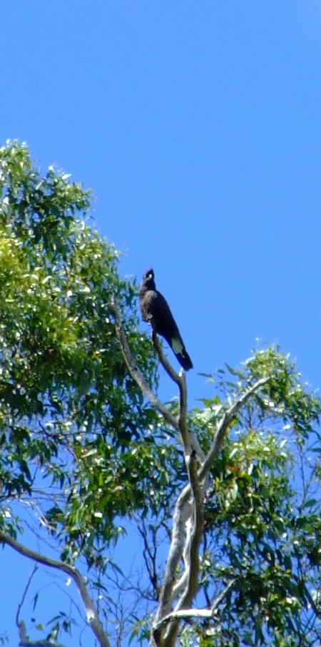 yellow-tailed black cockatoo