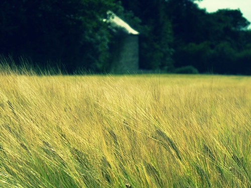 フリー写真素材|自然・風景|田畑・農場|花・植物|イネ科|小麦・コムギ|