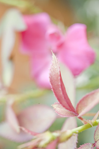 Pink leaf