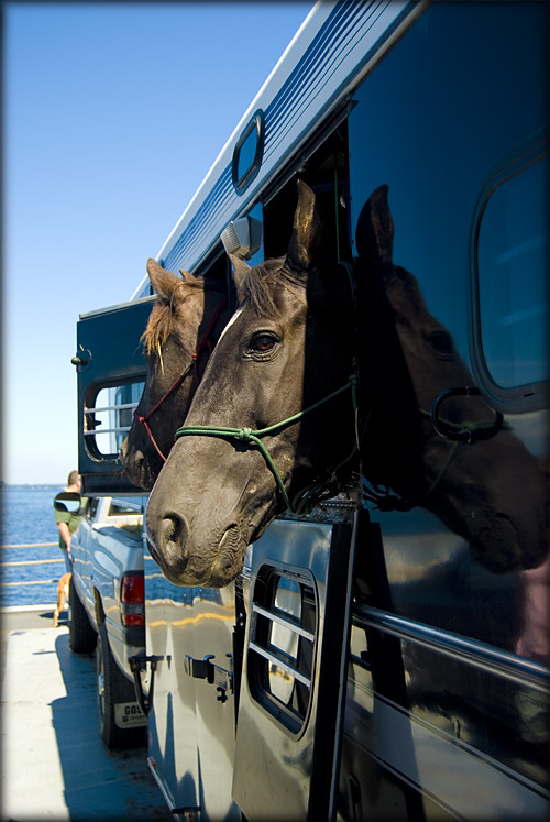 horses-on-ferry-iambossy