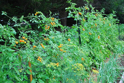 Ripening Sungold Tomatoes