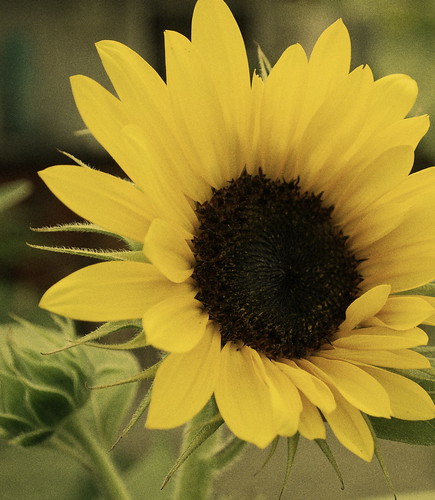 Sunflower filtered