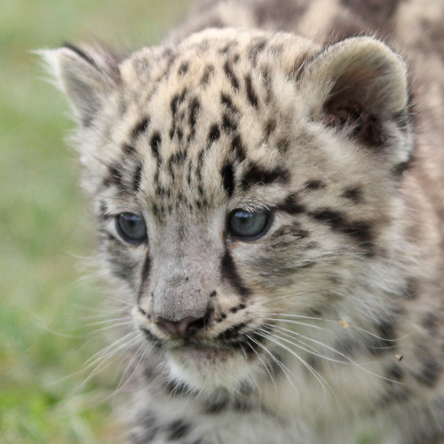 Baby Snow Leopard Pictures. Baby snow leopard 27