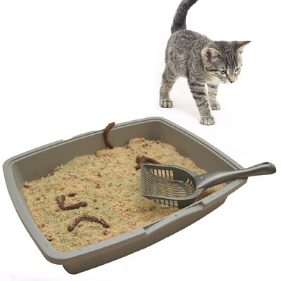 kitty litter cake