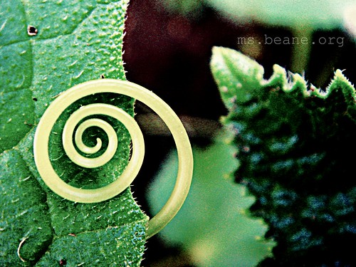 fibonacci nature