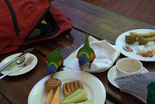 Breakfast with the bird (@ Rainforest Habitat in Port Douglas)