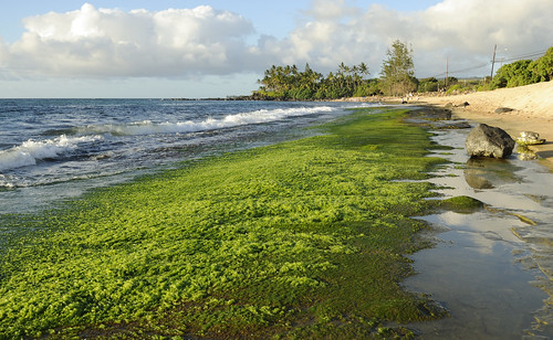 Green Algae on Beach