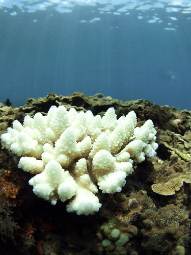 嚴重白化的軸孔珊瑚 （許嘉閔 攝）