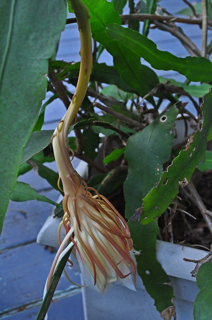 Epiphyllum oxypetalum 08-24-10 0832