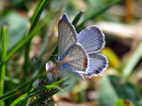 Eastern Tailed Blue 20100827