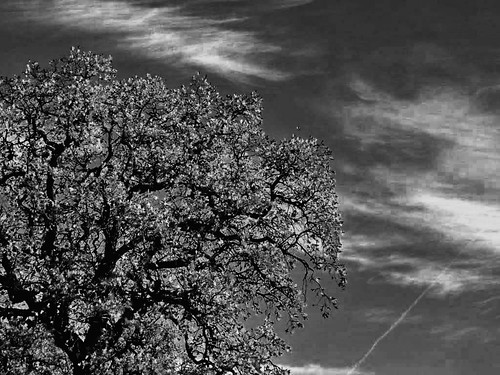 a tree . a sky