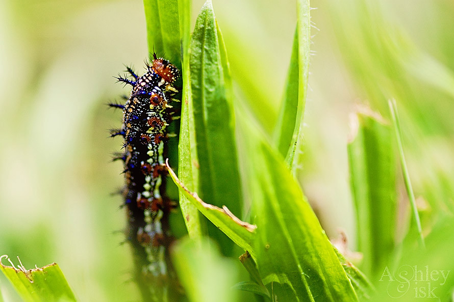 Ashley Sisk: Macro Caterpillar