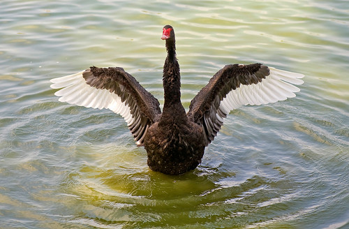 Black Swan Flapping Wings