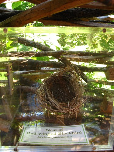 nest of red-winged black bird