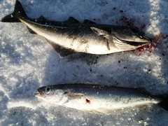 Saltwater Ice Fishing in Norway’s Fjords #8