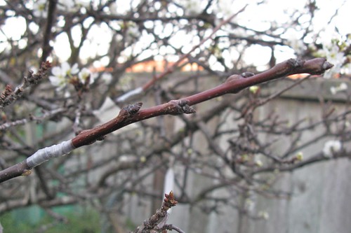 Apricot 'Large Early Montgamet' Graft