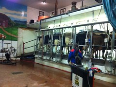 Cow Milking Parlor