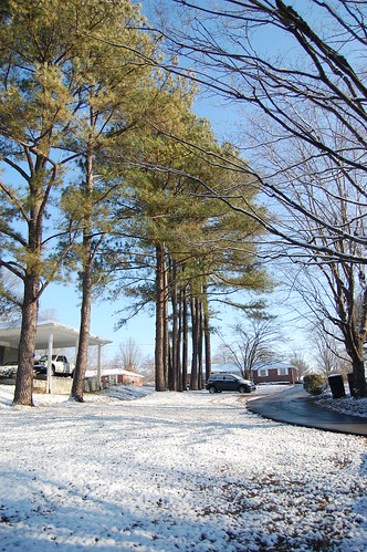 Winter 2011 - driveway / pine trees