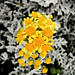 176/365 (Extra): Yellow Flowers