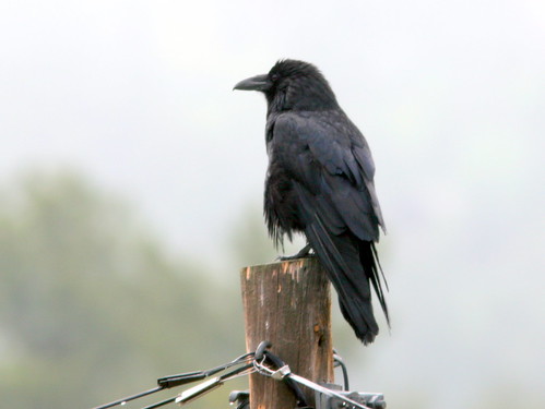 Common  Raven 20100614