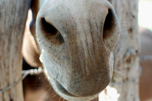 donkey snout