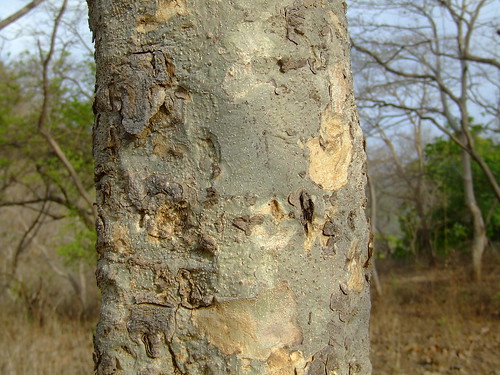 mitragyna  Mitragyna parvifolia bark कळम Rubiaceae 2010_0523 cec picture photo bild