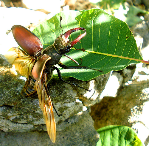 Stag Beetle on the Wing