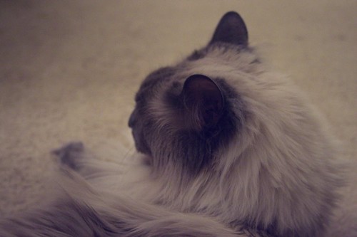 profile of a blue-point siamese cat
