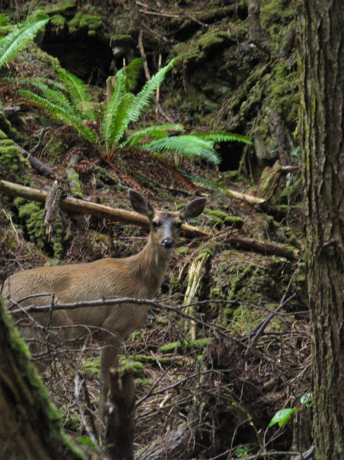 deer looking at me, Kasaan, Alaska