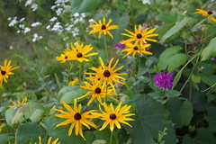 Black-eyed Susans and Bee Balm