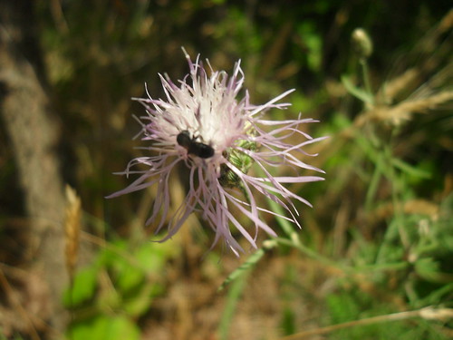 flower/bug