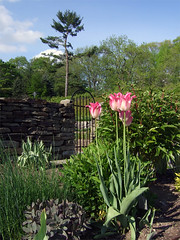 Tulips at the Cornell plantations
